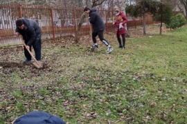 Засади дърво