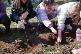 Засадихме дръвчета